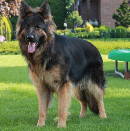 Onze mooie Chicca